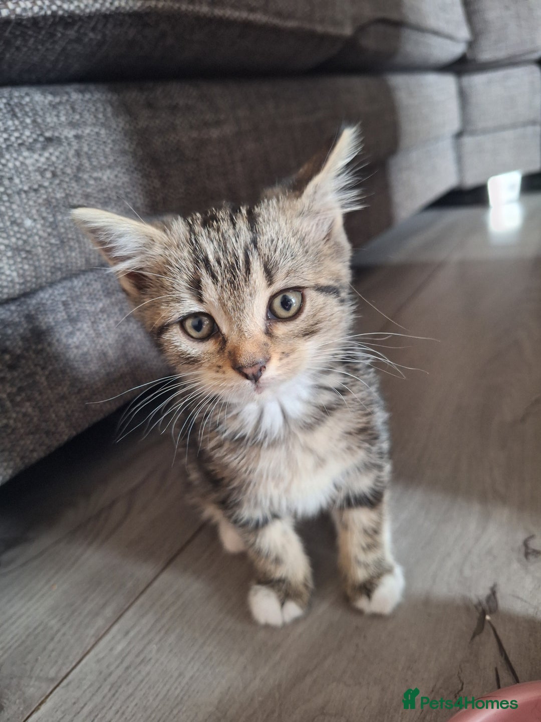 Domestic Shorthair cats for sale: Kittens for sale mother is half maine coon - Image 2