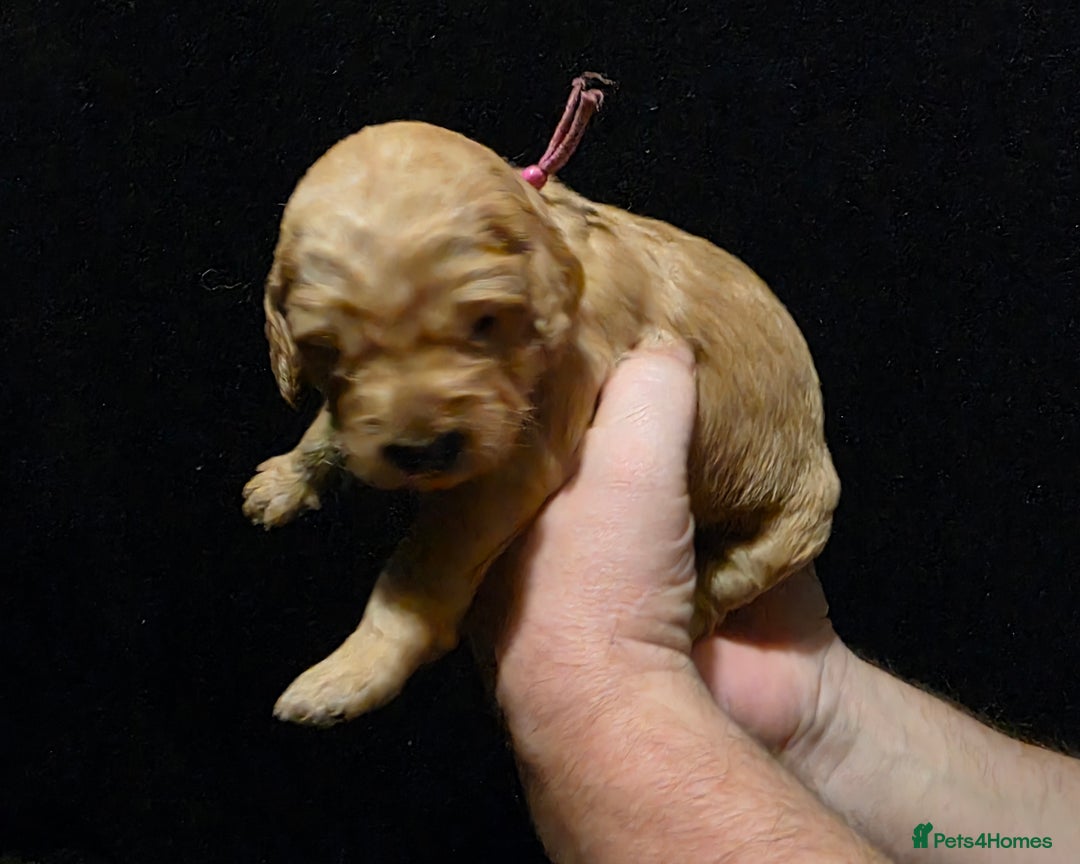 Goldendoodle dogs for sale: Fully Health Tested F1 Goldendoodles - Advert 7