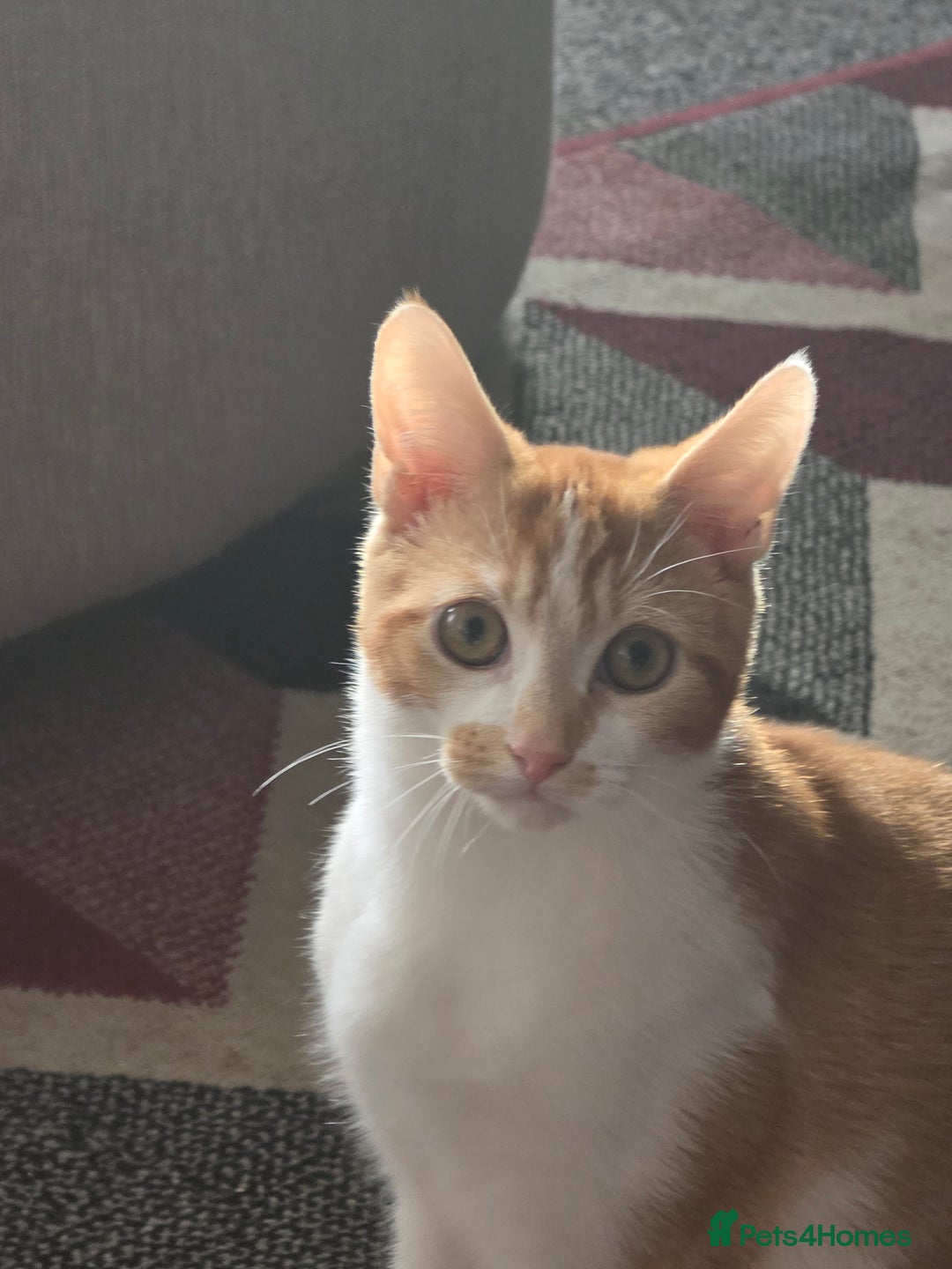 Mixed Breed cats for sale: Twin brother cats - Advert 1