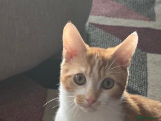 Mixed Breed cats Twin brother cats - Advert 2