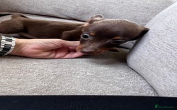 Mixed Breed dogs for sale: Adorable Dachshund x Pomchi Puppies - Image 13