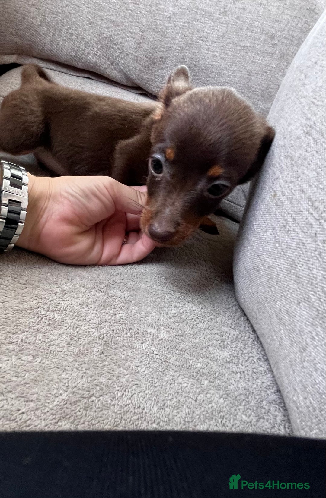Mixed Breed dogs for sale: Adorable Dachshund x Pomchi Puppies - Image 13