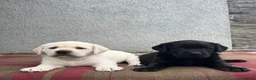 Labrador Retriever dogs for sale: 0/0 hips KC reg Health tested chunky 🐶  - Advert 9
