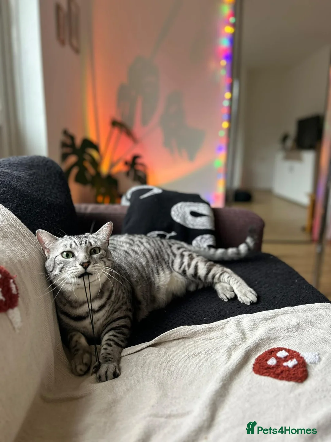 Egyptian Mau cats for sale: Home for Maui in Twickenham - Advert 4
