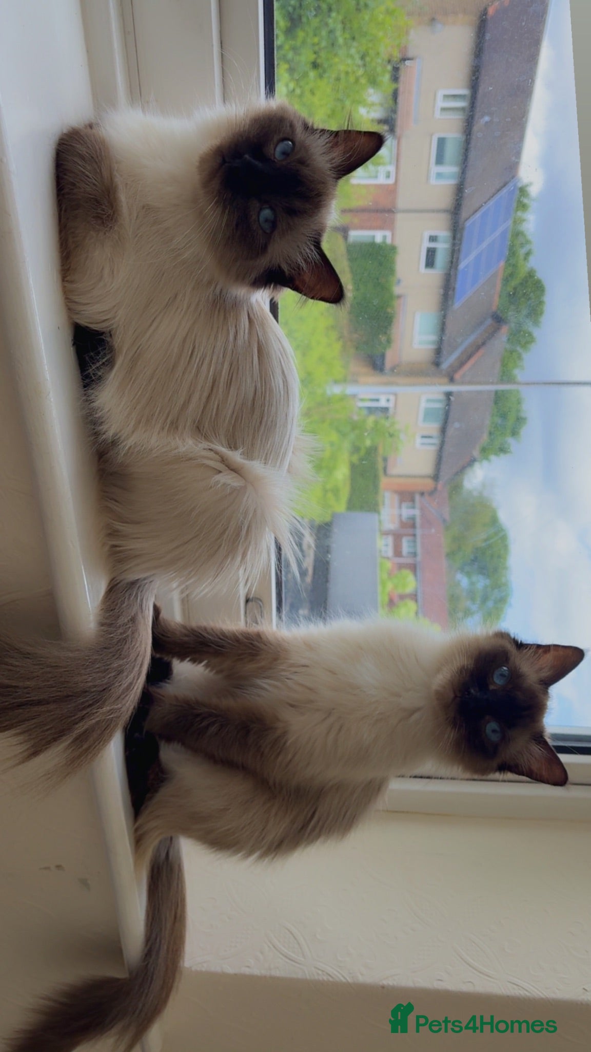Ragdoll cats Female ragdoll kittens  - Advert 2