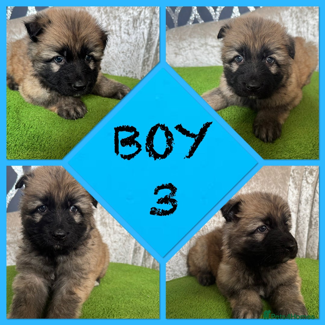 German Shepherd dogs for sale: German shepherds - Advert 4
