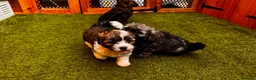 Yorkiepoo dogs for sale: Beautiful yorkipoo’s  - Advert 10