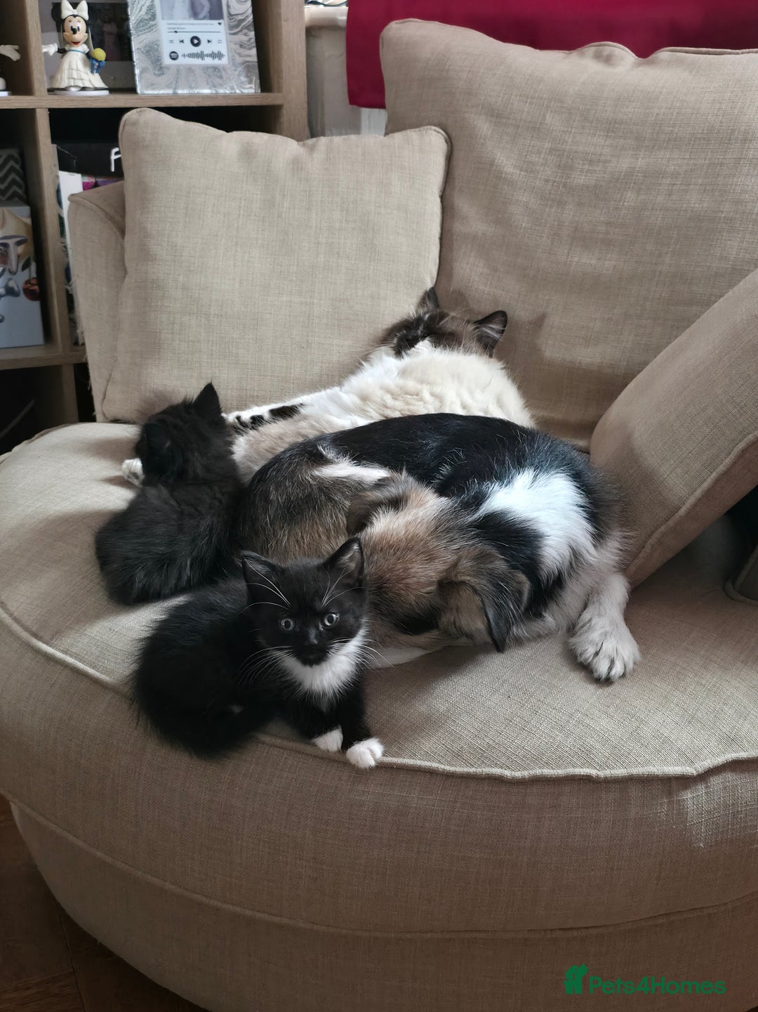 British Longhair cats for sale: 1 Male and 1 Female British Longhair cross kittens - Image 8
