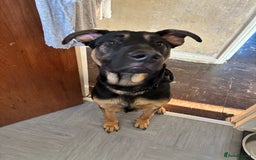 Mixed Breed dogs for sale: Kodi German Shepard/Dobermen Mix  - Image 4