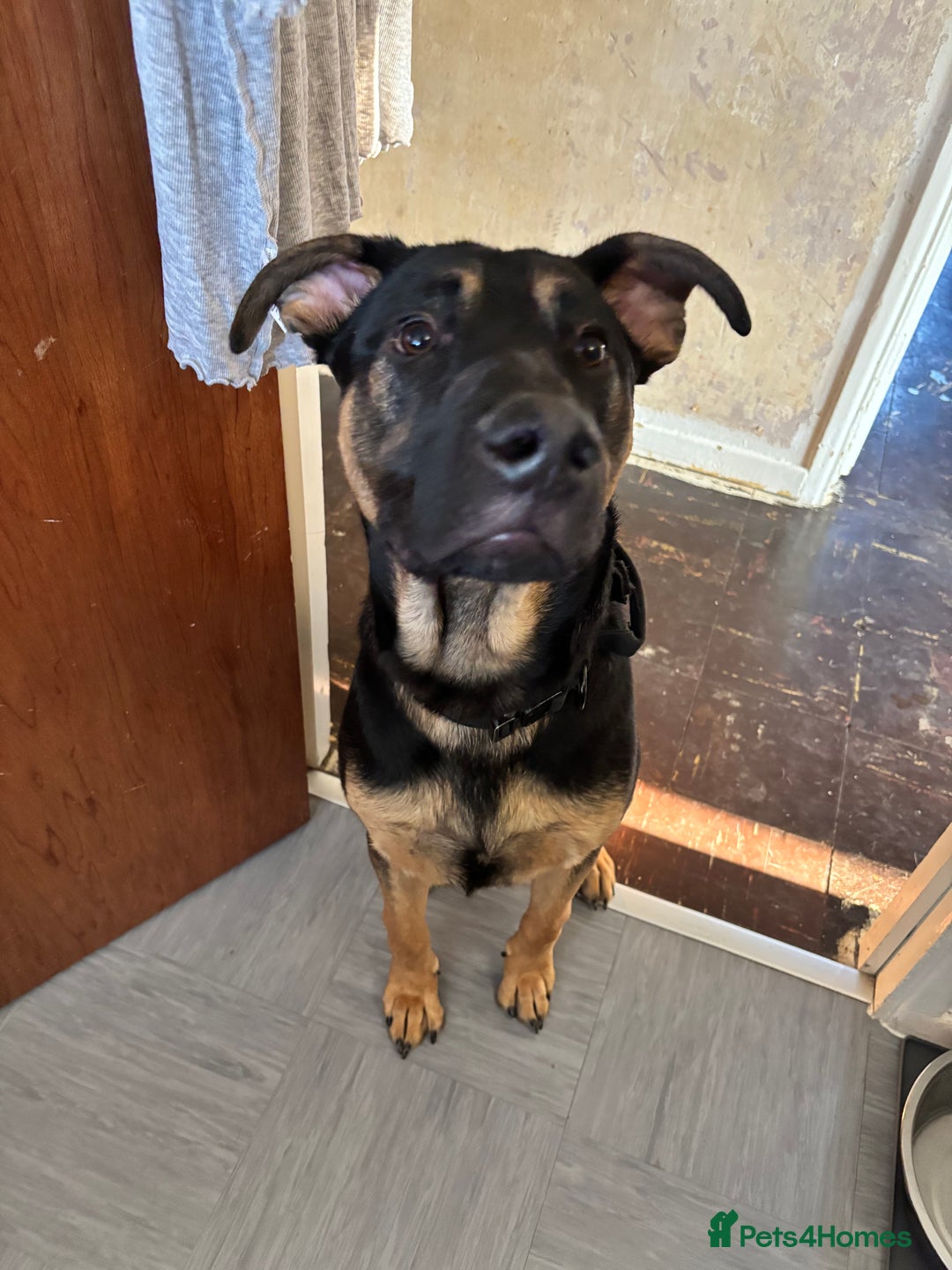 Mixed Breed dogs for sale: Kodi German Shepard/Dobermen Mix  - Image 4