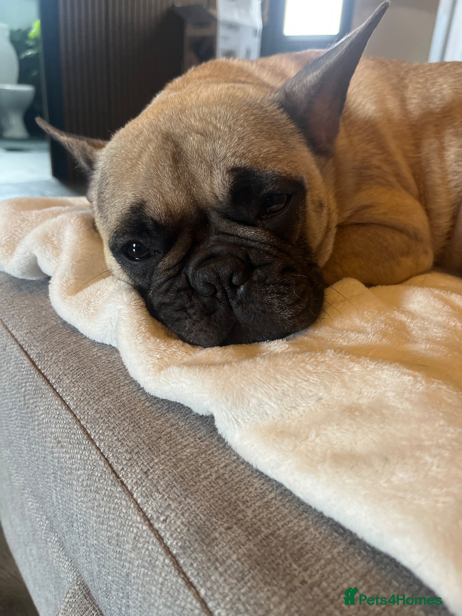 French Bulldog dogs Cute chunky frenchie babies - Advert 2