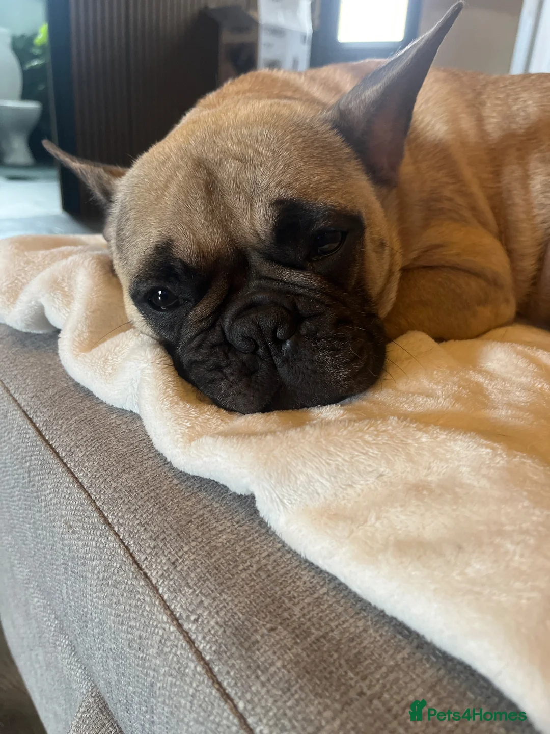 French Bulldog dogs for sale: Cute chunky frenchie babies - Advert 1