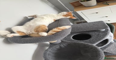 British Shorthair cats - Advert 7