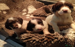 English Springer Spaniel dogs for sale: KC Working bred English Springer Spaniel pups - Image 3