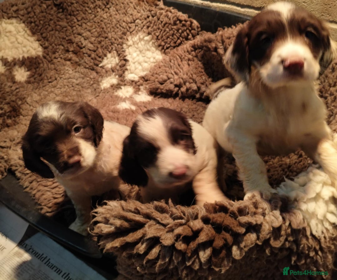 English Springer Spaniel dogs for sale: KC Working bred English Springer Spaniel pups - Image 3