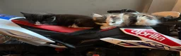 Mixed Breed cats for sale: 🐾 2 Kittens for Sale – Male & Female, Ready Now - Advert 11