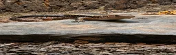 Lizard reptiles for sale: Sudan plated lizard  - Advert 1