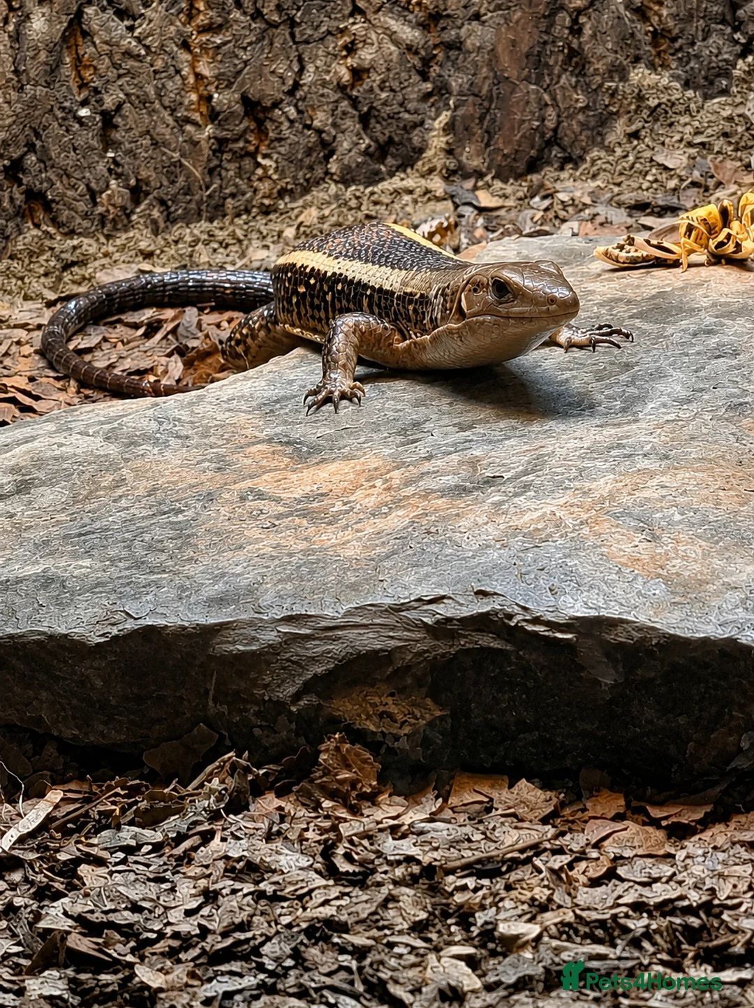 Lizard reptiles for sale: Sudan plated lizard  - Advert 1