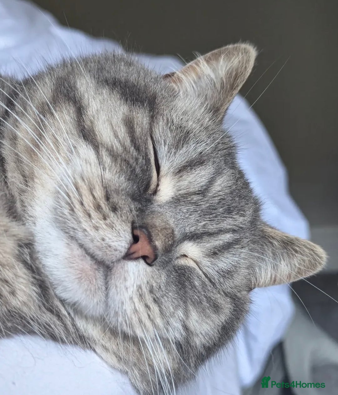 British Shorthair cats for sale: Beautiful silver smoked female British shorthair - Advert 7