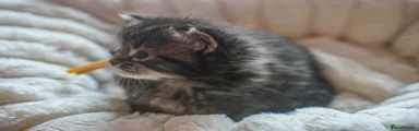 Maine Coon Kitten 9