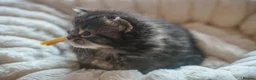 Maine Coon cats for sale: Gorgeous Mainecoon kittens ready 10th June  - Advert 20