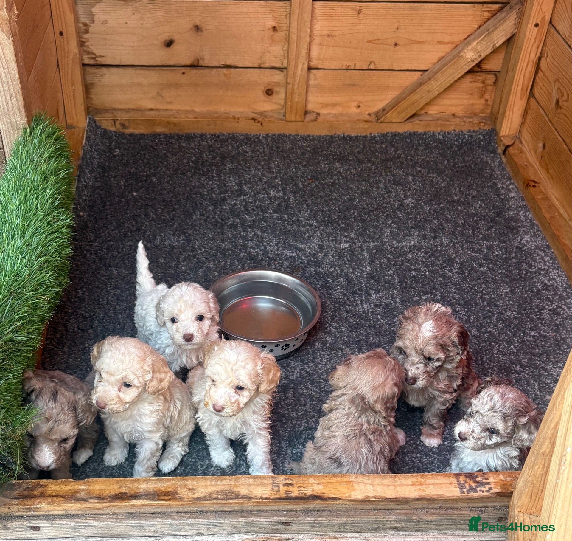 Mixed Breed dogs Merle Cockapoo miniature f1b puppies  - Advert 2