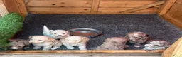 Mixed Breed dogs for sale:  Cockapoo miniature merle fb1 puppies  - Advert 11