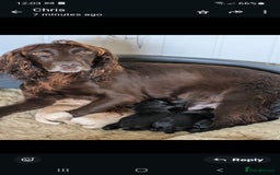 Cockerdor dogs for sale: Adorable Cockerdor pups - Advert 1