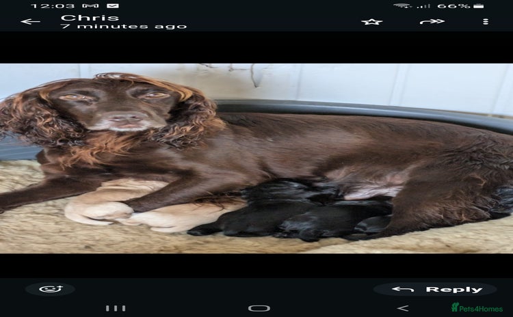 Cockerdor dogs Adorable Cockerdor pups - Advert 9