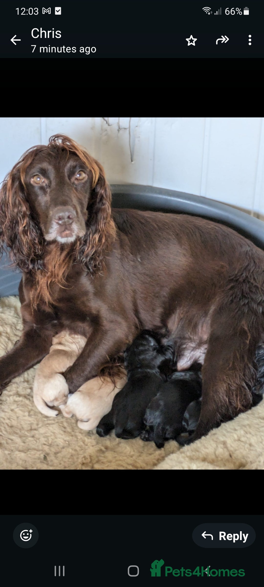 Cockerdor dogs for sale: Adorable Cockerdor pups - Advert 1