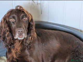 Cockerdor dogs Adorable Cockerdor pups - Advert 3