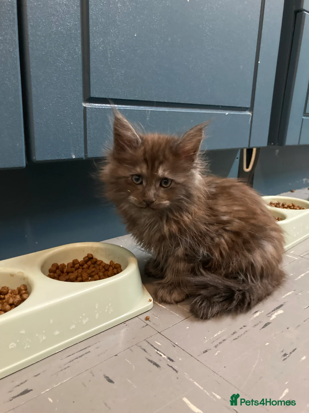 Maine Coon cats for sale: Maine Coon kittens - Advert 6