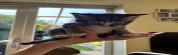 Mixed Breed cats for sale: Sweet little kittens for sale! - Advert 6