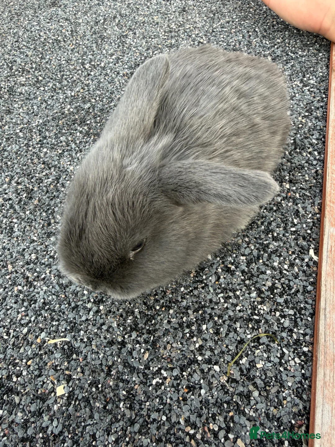 Mini Lop rabbits for sale: Mini lop babies  - Advert 2