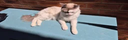 Ragdoll cats for sale: Beautiful Female Ragdoll Looking for a Loving Home - Advert 17