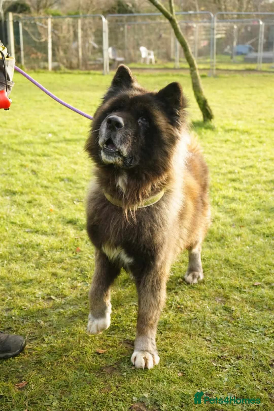 Akita dogs Beautiful Buster in Worksop - Advert 9