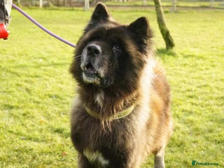 Akita dogs in Worksop - Advert 11