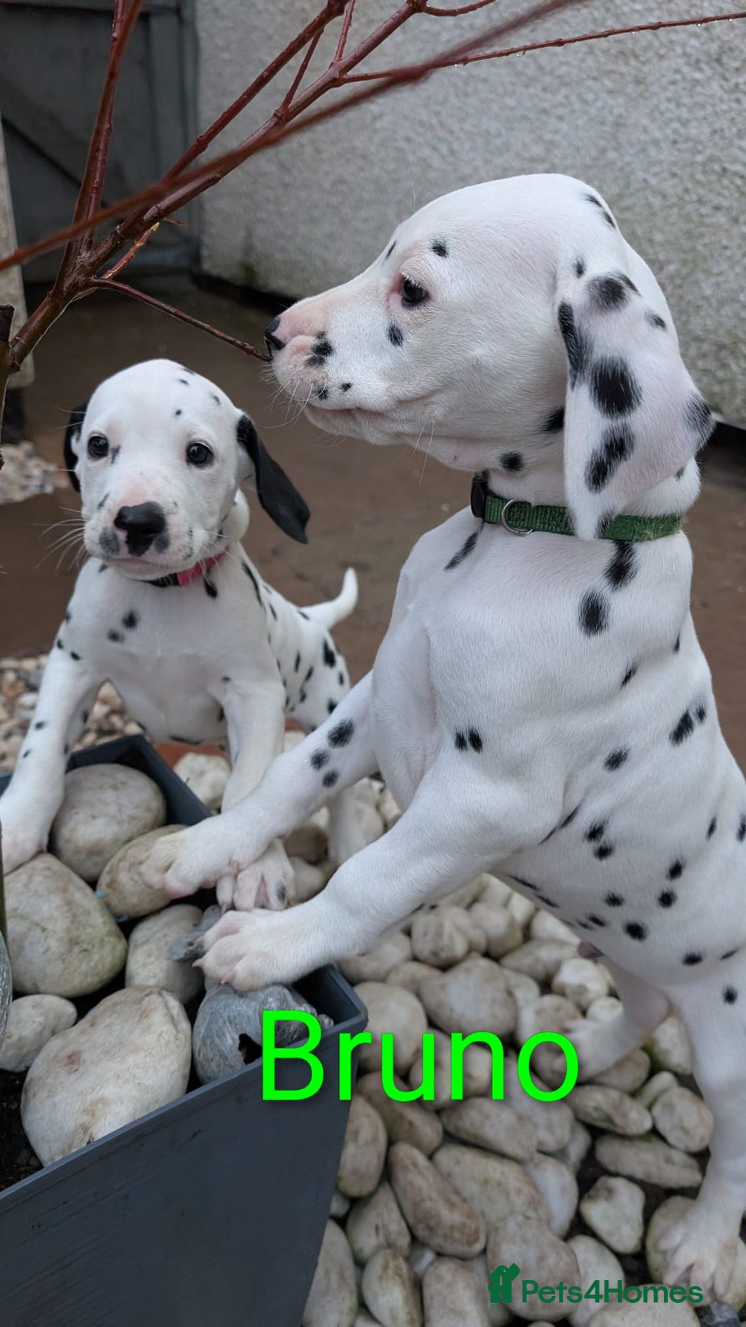 Dalmatian dogs for sale: Dalmatian puppies KC registered last 1 remaining - Advert 10