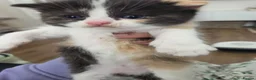 Mixed Breed cats for sale: 🐱 Bshxpersian cute kittens 🥰 - Advert 8