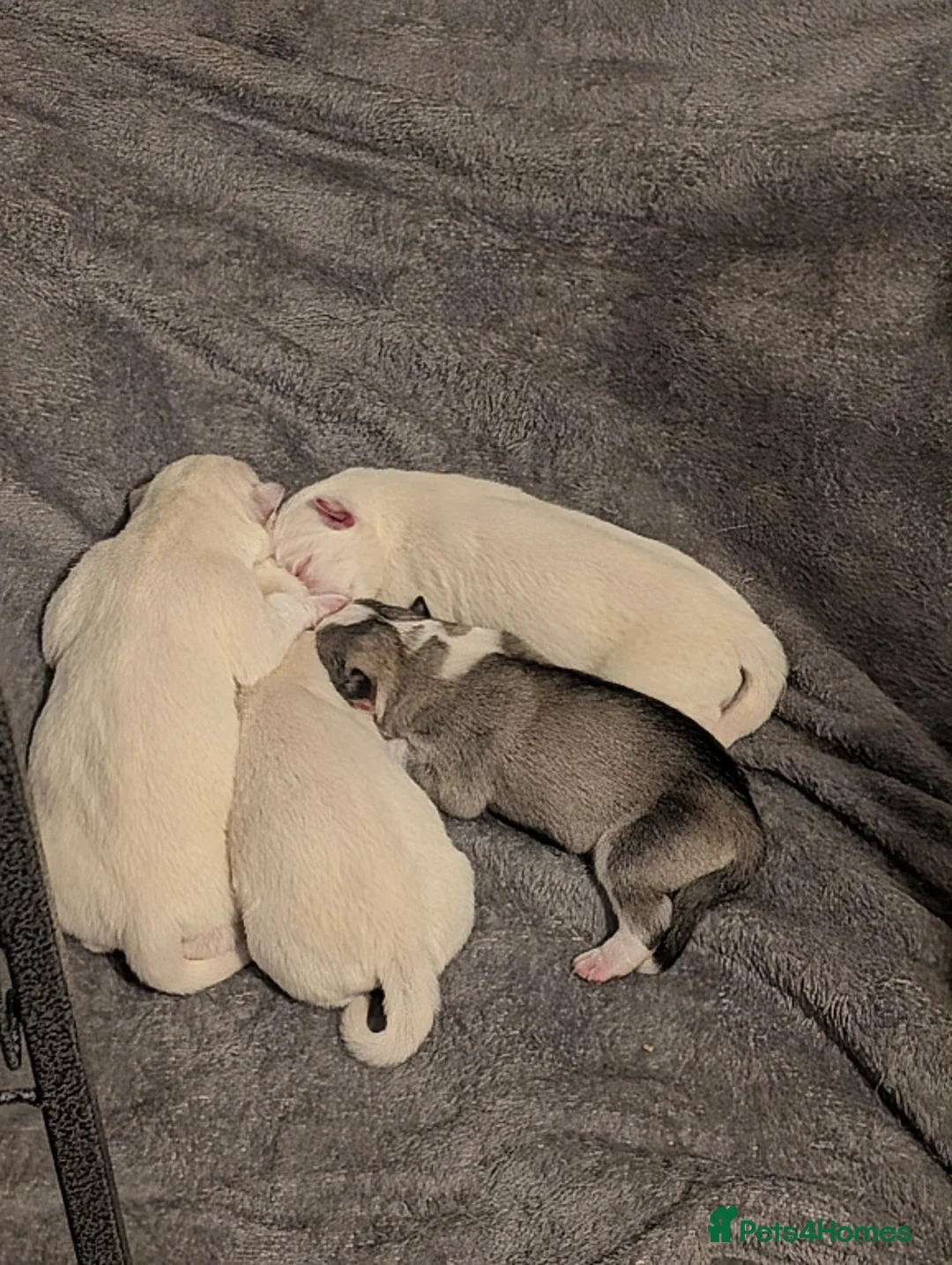 Siberian Husky dogs for sale: pure white siberian huskys  - Advert 3