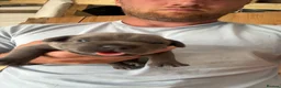 Staffordshire Bull Terrier dogs for sale: Blue Staffordshire bull terrier puppies  in Ilfracombe - Advert 1