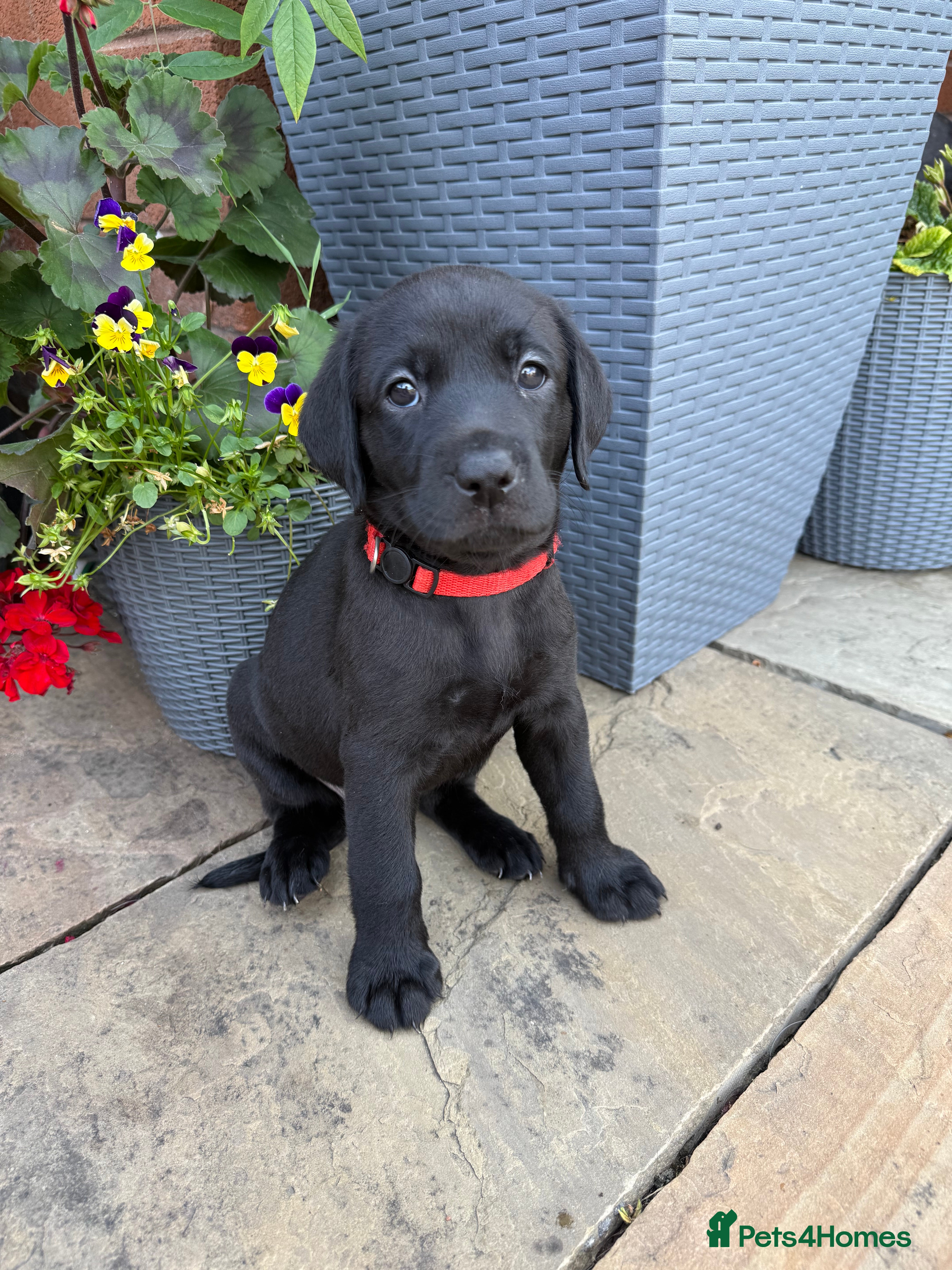 Labrador Retriever dogs Labrador puppues - Advert 2