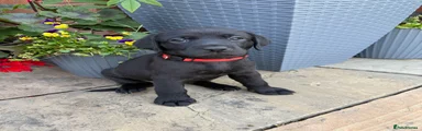 Labrador Retriever 7