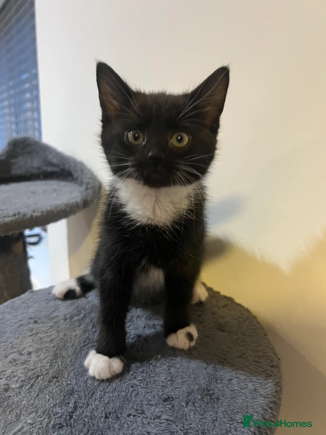 Mixed Breed cats for sale: kittens ready for a new home. - Advert 12