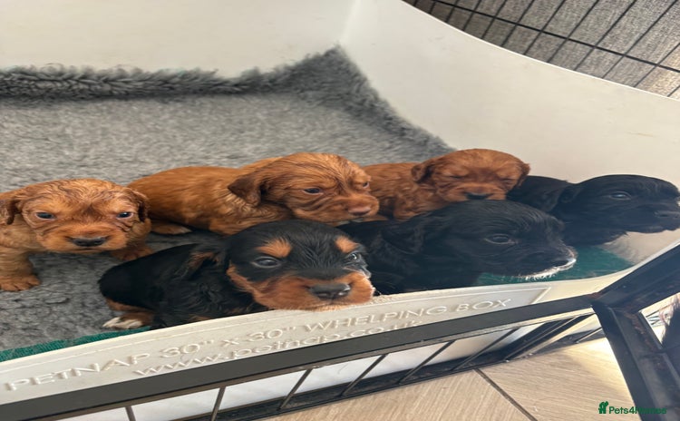 Cocker Spaniel dogs - Advert 16