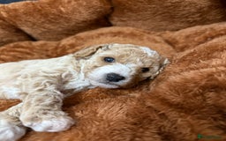 Miniature Poodle dogs for sale: Beautiful Miniature Poodles For Sale  - Image 4