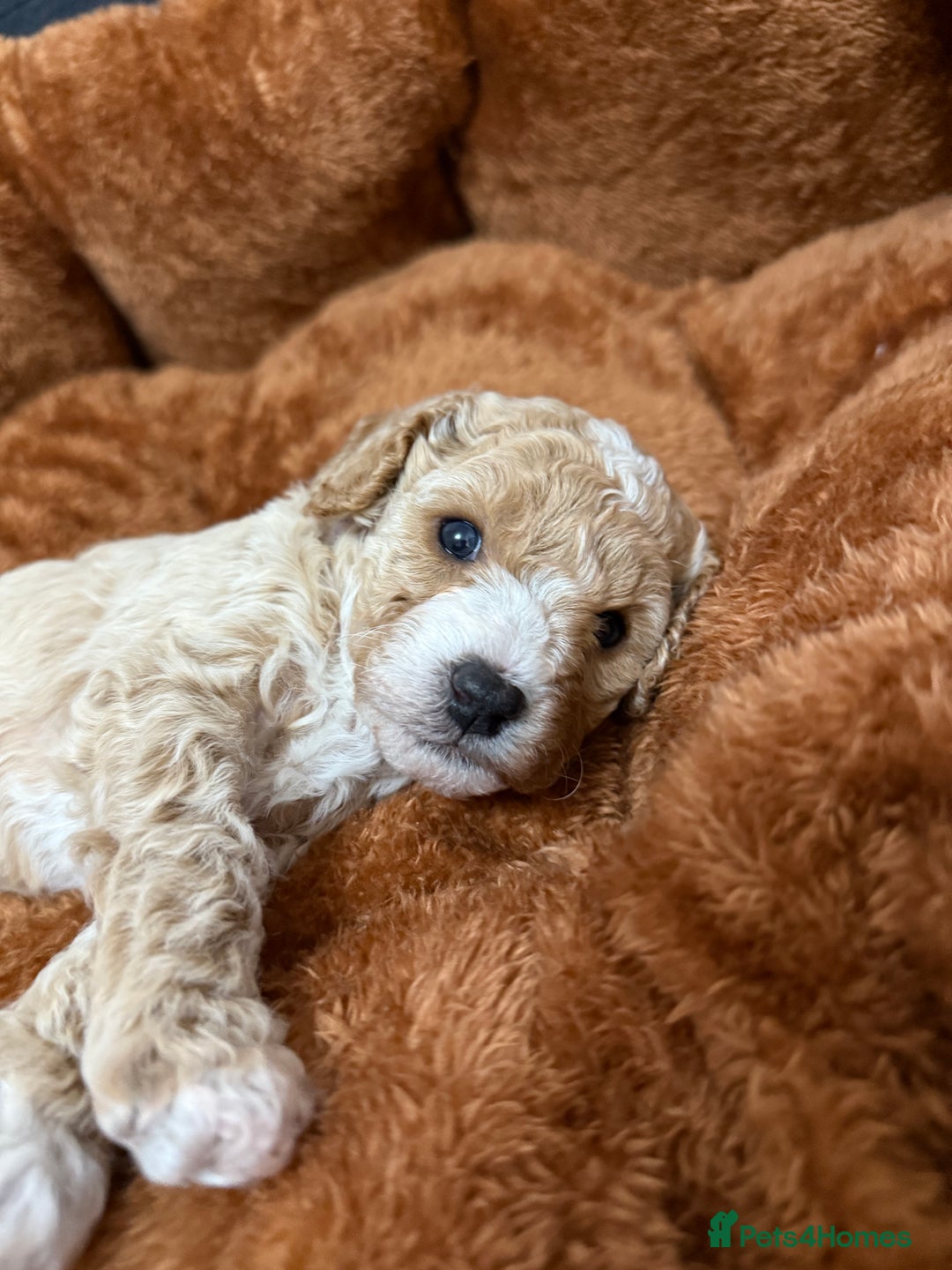 Miniature Poodle dogs for sale: Beautiful Miniature Poodles For Sale  - Image 4