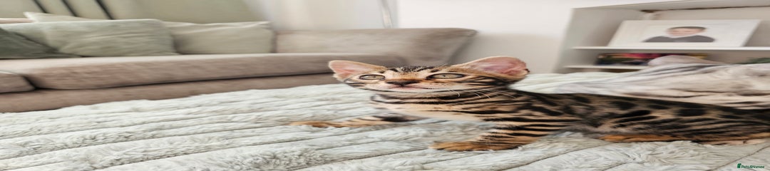 Bengal Kitten 2