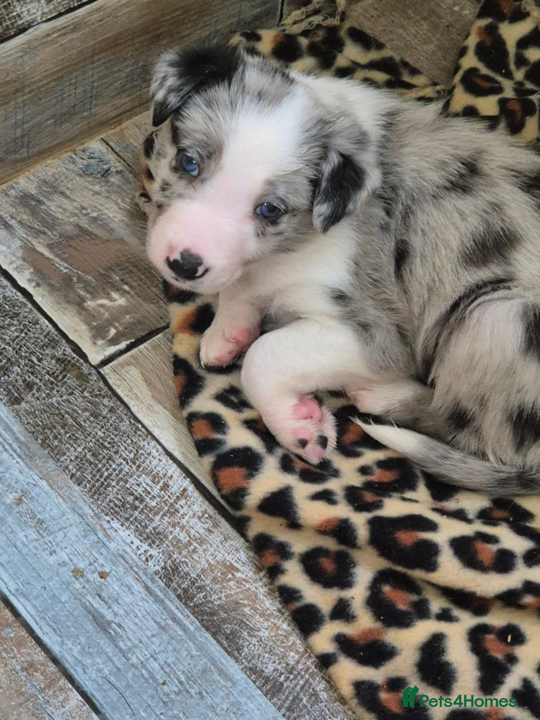 Border Collie dogs for sale: One blue merle boy left! - Advert 3