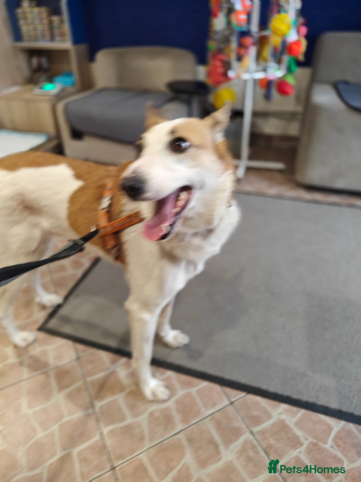 Mixed Breed dogs 💖ALAYA- Gentle 4 Years Girl Dreaming of Home💖 - Advert 3